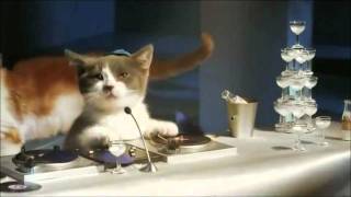 Les chatons Telecom pub Bouygues [upl. by Rip]