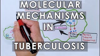 Molecular Mechanisms in Tuberculosis [upl. by Odrarebe68]