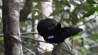 Victorias Riflebird at Lake Eacham [upl. by Notned975]