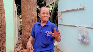 Vua Khỉ Cưa Cây Siêu Cao Ở Vị Rất Khó Sawing a gaint and tall Dipterocarpus alatus tree [upl. by Weinberg]