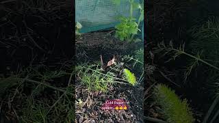 Cold frame updateyoutubeshorts [upl. by Kahlil]