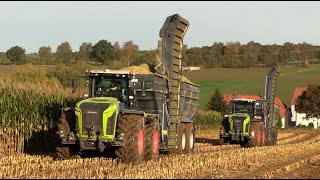 Maïs 2024  2x Claas Xerion 5000 met Stapel overlaadwagens  Claas Jaguar 970  MAN  Maize harvest [upl. by Eeliah]