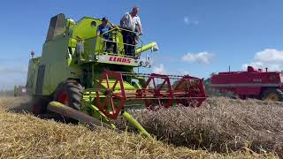 Class Mercator and Massey Ferguson Vintage combines working [upl. by Polik]