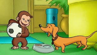 Curioso Come George 🐵 George gioca con Hundley 🐵Cartoni per Bambini [upl. by Namajneb]