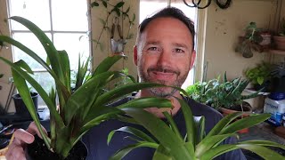 Bromeliad Care and Propagation  Guzmania [upl. by Burbank]