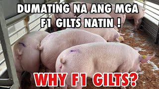 PIGLET PRODUCTION  PIG FARMING  FI GILTS  NEGOSYO PHILIPPINES [upl. by Sheeb]