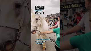 Défilé chevaux Boulonnais Lisbourg en fête 12 shorts Boulonnais horse cheval chevaux [upl. by Miahc]