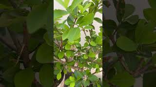 youtubeshorts nature bonsai cherryplant [upl. by Kolva]