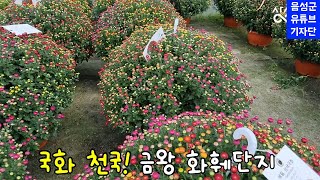 국화천국 🌼☁ 금왕화훼단지 [upl. by Wohlen666]