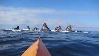 Amazingly close kayak encounter with feeding whales in Monterey Bay [upl. by Omoj]