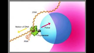 Antibióticos mecanismos de inhibición de la síntesis de ADN [upl. by Burner637]