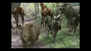 African animal stampede through the Wilderness [upl. by Jobina690]