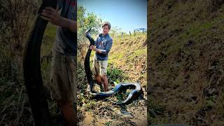 I caught even bigger anaconda snakeanacondayoutubeviralanimalscrocodileeducationalcolombia [upl. by Duffy]