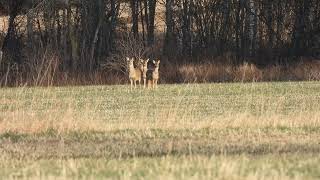 RÅDYR CAPREOLUS CAPREOLUS [upl. by Deacon109]