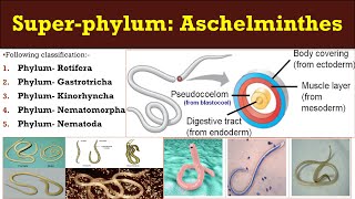 Aschelminthes  Super phylum  Aschelminthes  General characters and classification Aschelminthes [upl. by Enerod664]