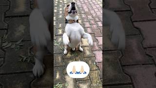 Om Gan Gan pate namah🙏🏻watch till end🥹shorts explore beagle video ganesh ganeshchaturthi [upl. by Aiyotal]