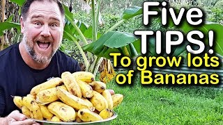 5 Tips How to Grow a Ton of Bananas in the Backyard [upl. by Aihsenal]