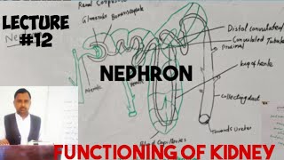 functioning of kidneynephronurinary systembiologylecture 12 anatomy [upl. by Bink]