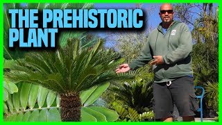 The Facts about Cycads  Earth Works Jax [upl. by Nyrmac210]