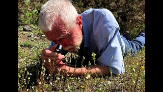 Eyebright with John Feehan in August Wildflowers of Offaly series [upl. by Meagher]