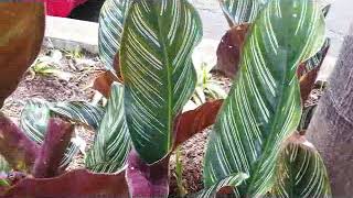 Calathea plant  Calathea Ornata  Calathea zebra plant  houseplant with exotic leaves [upl. by Brade]