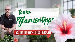 toom Pflanzentipps – ZimmerHibiskus  toom Baumarkt [upl. by Alyahsat]