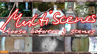 🔴247 LIVESTREAM 1  FLUSSCAM BUXTEHUDE  CHOOSE BETWEEN 9 SCENES  MULTI SCENES [upl. by Anehta]