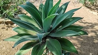 COMO FAZER MUDAS DE AGAVE DRAGÃO Agave Attenuata  Parte 01 [upl. by Ayhtin]