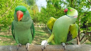 Best Dancing Parrot  Amazing Dancing Parrot [upl. by Hollenbeck263]