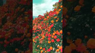 Beautiful multicolour rose flower garden youtubshort nature love tending shots 🌷🌷🌷 [upl. by Holmun]