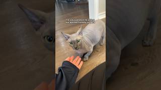 I met a hairless cat for the first time cute cat funny meow memes sphynx [upl. by Adeys]