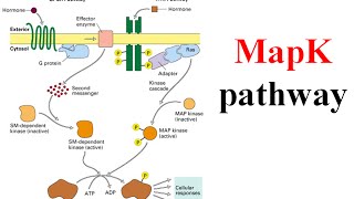 Ras raf mek erk signaling pathway map kinase pathway [upl. by Sicard]