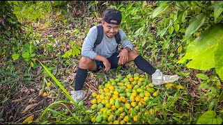 5 Hari berburu Tidak sampai 5menit prangkap ikan dapat banyak amp panen buah banyak digunung KOOKIKO [upl. by Simeon333]