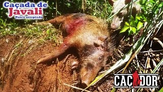 Porco Arrepiado  Caçada de Javali [upl. by Avir]