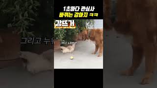 1초마다 관심사가 바뀌는 강아지 ㅋㅋㅋ [upl. by Ynohtnad]