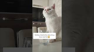 Afiyet olsun kuzum 😻 cat kediaski kedi kedisesi 🎥umutzenginocak [upl. by Penrose]