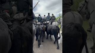 Abrivado du revivre manade Aubanel à Aigues Mortes [upl. by Einatsed]