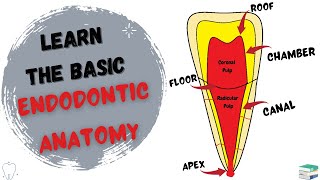 The Endodontic Anatomy  Introduction to Endodontics [upl. by Weight]