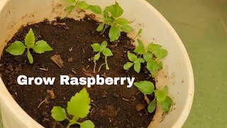 Growing Raspberries From Seed Stepbystep Guide [upl. by Gilli942]