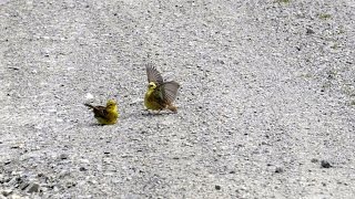 Goldammer beim BalzenGoldammer when courtship [upl. by Lanahtan]