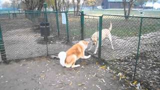 Barking Akita with argumentsAVI [upl. by Deane]