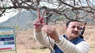 Kiwi training amp pruning  Dr YS Parmar University of Horticulture amp Forestry Nauni [upl. by Amice]