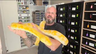 Tiger Lavender albino reticulated Python Handling tips for socialising big constrictors [upl. by Nahtaj]