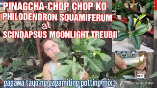 PINAGCHACHOP KO ANG PHILODENDRON SQUAMIFERUM AT SCINDAPSUS MOONLIGHT TREUBII EPEKTIBO KAYA [upl. by Anerys]