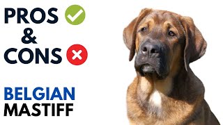 Belgian Mastiff Pros and Cons  Belgian Mastiff Advantages and Disadvantages [upl. by Nybor]