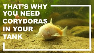 Corydoras are really important if your tank substrate is sand [upl. by Ryhpez]