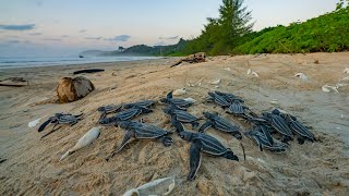 Galathea Bay Will the Worlds Largest Sea Turtle Return to Nest in India [upl. by Cale]