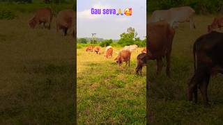 Gaumata shorts🥰❤️cow videos gaumatacow cows animals pets shortstrending ytshortsshortvideo [upl. by Rainah985]