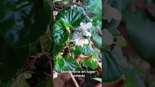 Begonia grandis plantasbonitas plantas plantasyflores jardines begonia begonias shorts [upl. by Nnybor347]