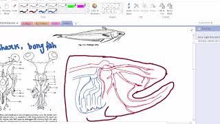 Cranial Nerves of Wallago attu [upl. by Psyche]